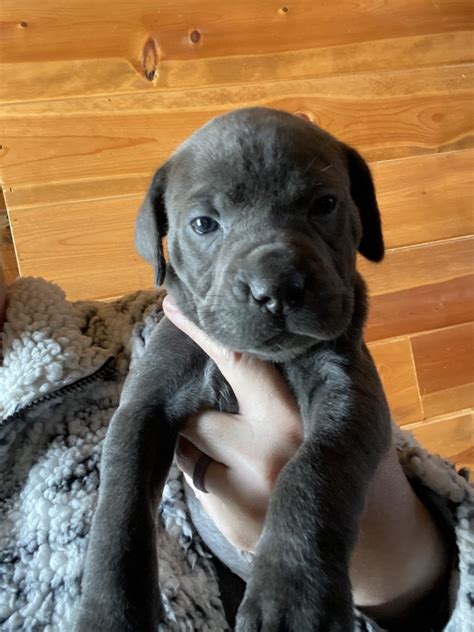 puppies for sale in fayetteville arkansas